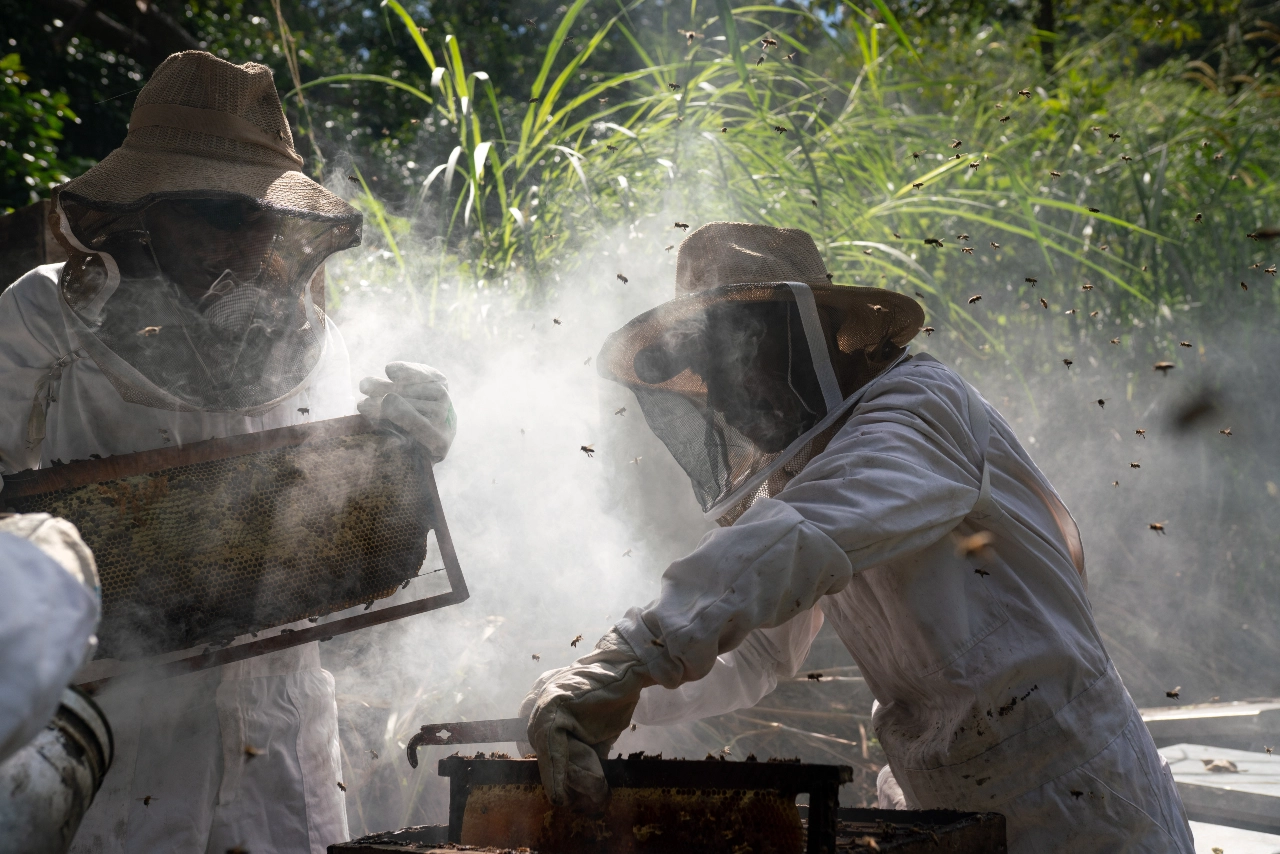 Two beekeepers dressed in protective equipment stand in front of a beehive with smoke and a few bees surrounding them. One holds a frame while the other lifts a honey frame from the hive.